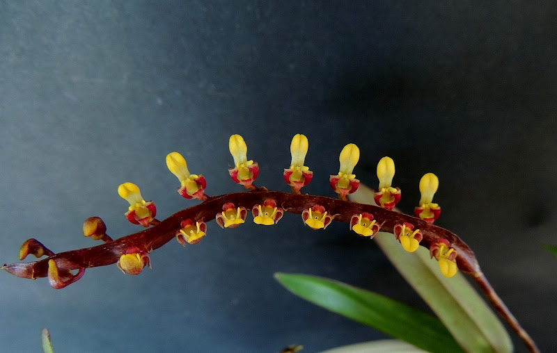 Bulbophyllum falcatum DSCN0556