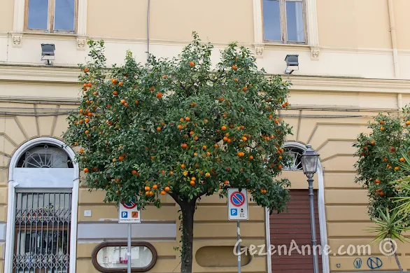 Sorrento'da ana cadde üzerindeki mandalina ağaçları