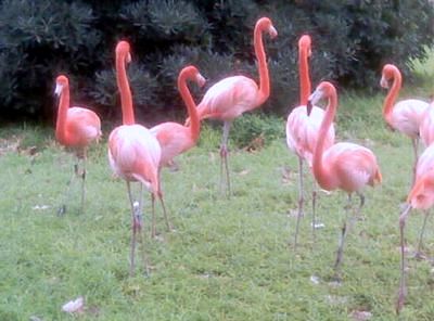 Зоопарк Лиссабона - розовые фламинго фото