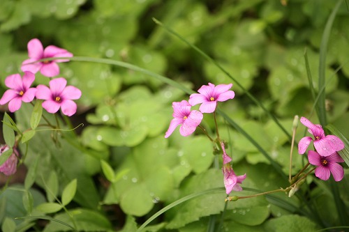 フツウの生活 イモカタバミの花は濃いピンク色