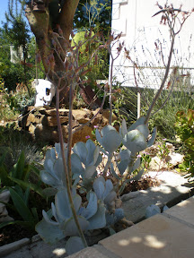 Kaktusi prelijepe Komize P8130238