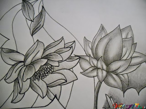 100+ hình ảnh hoa sen vẽ bằng bút chì - hinhanhsieudep.net
