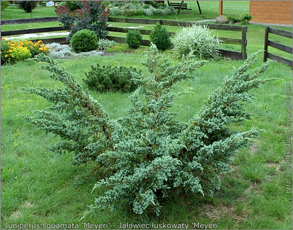 Juniperus squamata 'Meyeri' habit - Jałowiec łuskowaty 'Meyeri' pokrój