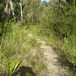 The bushtrack between the Talooma Servicetrails (37158)