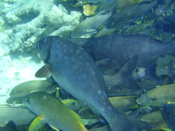 Kyphosus sectatrix (Bermuda Sea Chub), Belize.