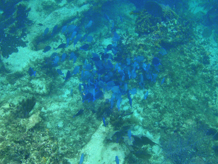 Acanthurus coeruleus (Adult Atlantic Blue Tang Shoal) near Tranquility Bay Resort.