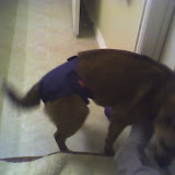Shiner Diaper