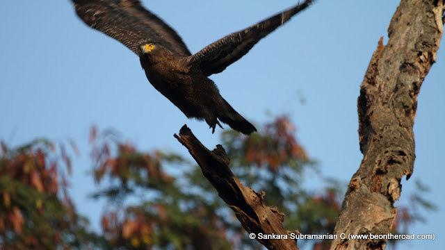 Crested Serpent Eagle in flight