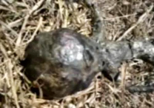 Dead Alien Discovered In Back Yard Dog Attack Brazil Sept 26 2011 Ufo Sighting News