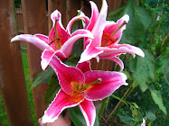 The pink tiger lily