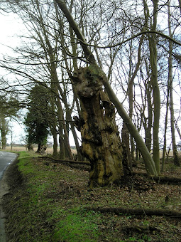 Old trees on the edge of Staverton Park