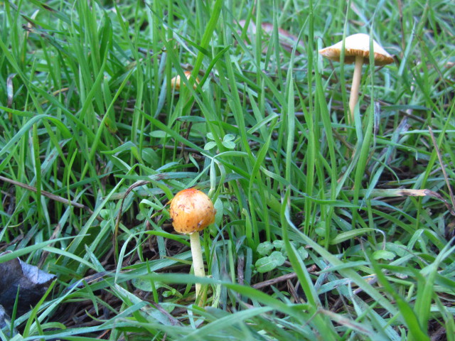 little mushrooms in yellowy orange