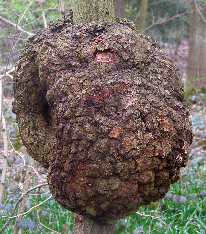 Collection 93+ Images what causes a burl on a tree Superb