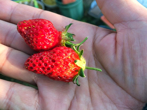 Strawberry