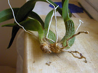 Oncidium hybrid orchid, few roots still alive