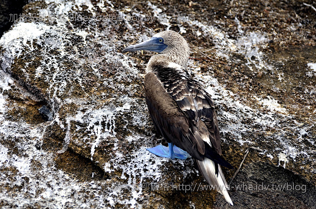 【加拉巴哥群島之旅】看看我的腳～我是大明星！藍腳鰹鳥Blue-footed Booby@Galapagos Islands
