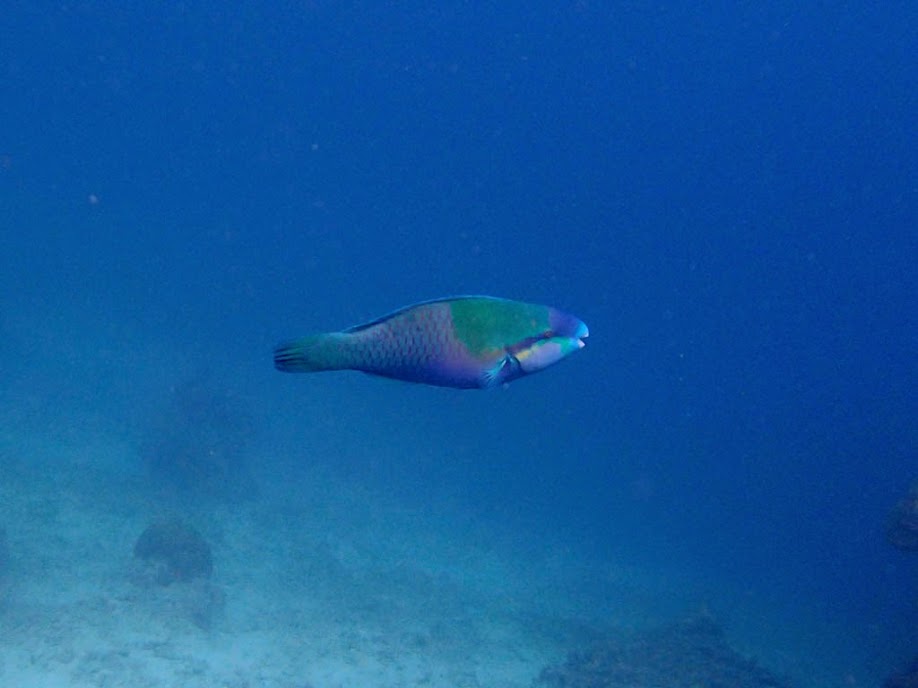 Scarus dimidiatus (Yellow-barred Parrotfish), Miniloc Island Resort reef, Palawan, Philippines.