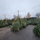 Taylor Christmas Tree Farm & Landsape