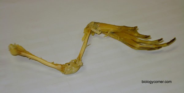frog bone