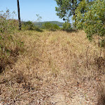 Grassy Track Green Point Reserve (402328)
