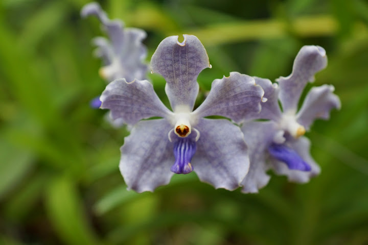 Шри-Ланка: на машине 1 100 км,  фото без комментариев, март-апрель 2013г.