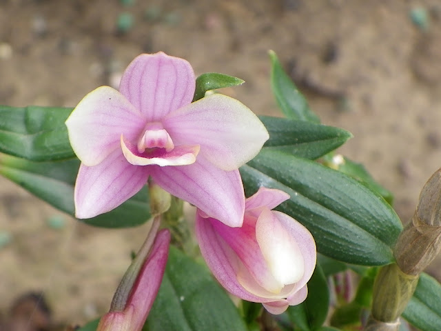 Dendrobium flower baby IMGP6377