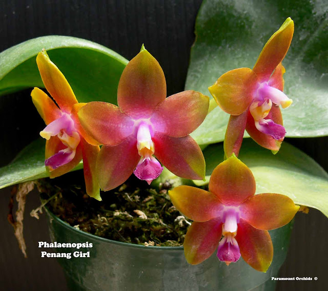 Phalaenopsis Penang Girl Phal%25252520Penang%25252520Girl21