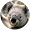 Koala Bang