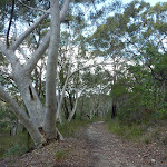Track to Nerang Viewpoint (305948)