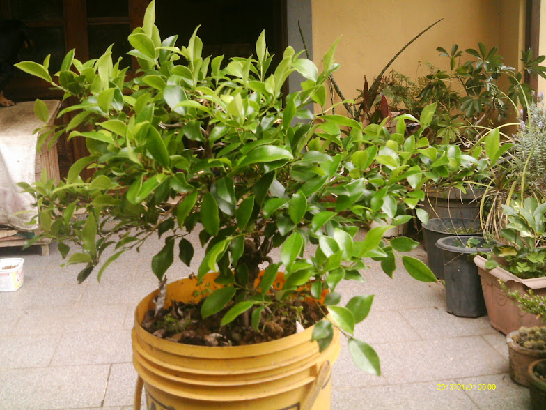 Outro  Ficus Microcarpa... IMAG0056