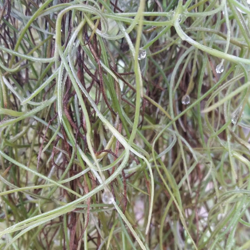 Thailand close up - lichen