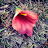 Sababa Shahid avatar image