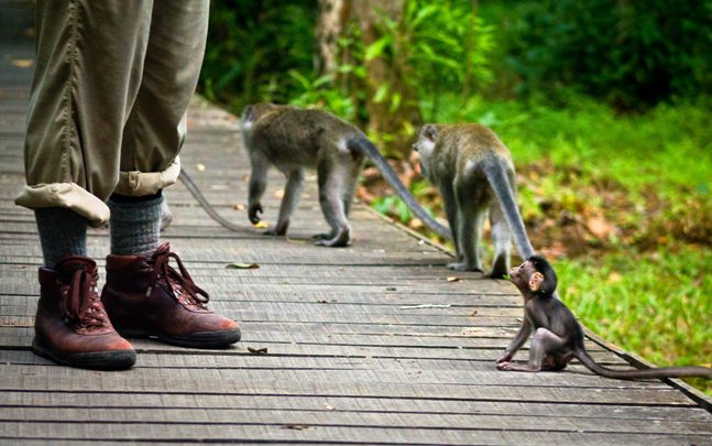Baby Macaque, Meet Adult Human