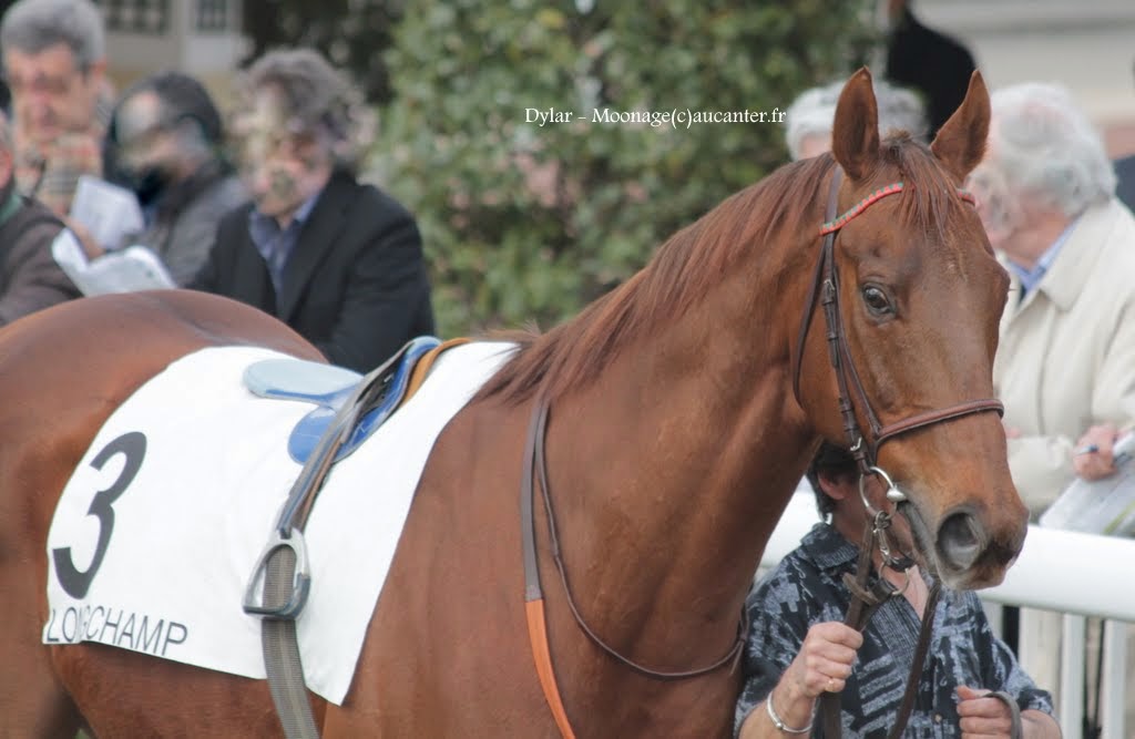 Photos Longchamp 6-04-2015 - Page 2 IMG_7944