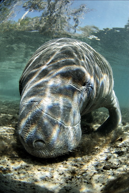 the sea mermaid manatees essay the sea mermaid manatees essay