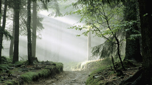 Fairy Tale Forest, Bavarian National Forest, Bavaria, Germany.jpg