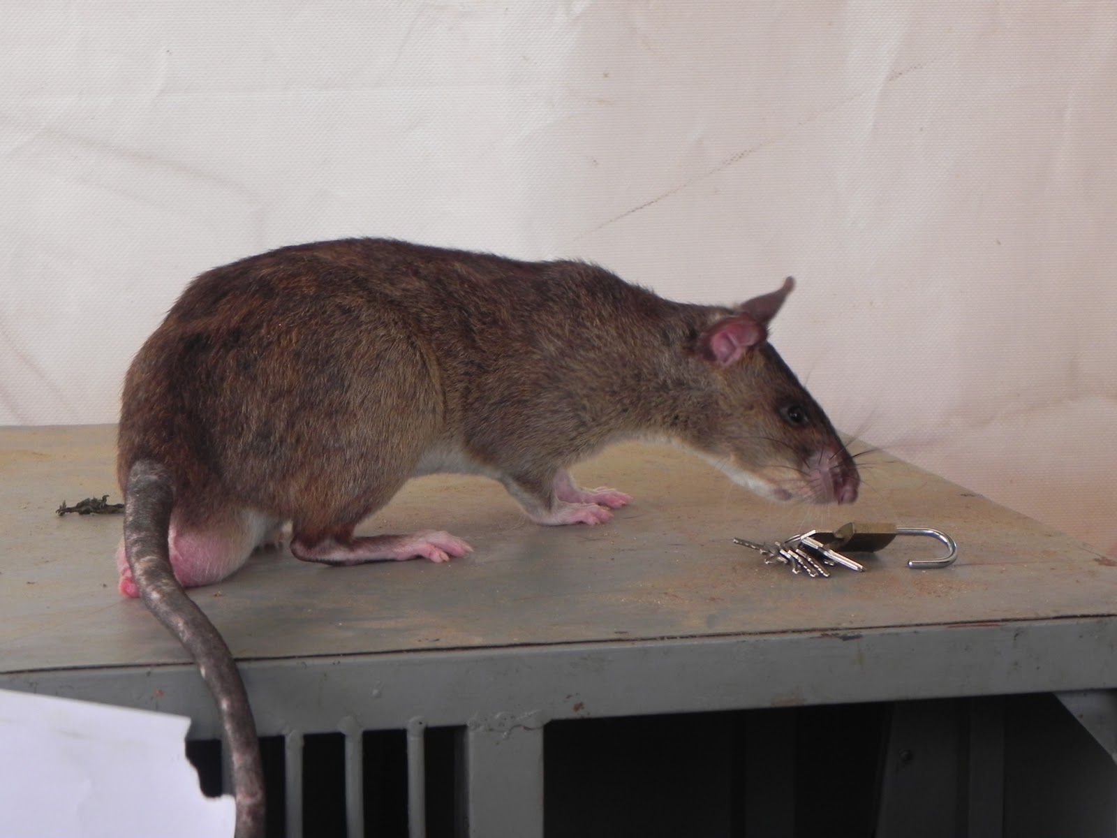 Cricetomys gambianus. Африканская сумчатая крыса. Гигантская хомяковая крыса. Африканская крыса Гамби. Гамбийская хомяковая крыса.
