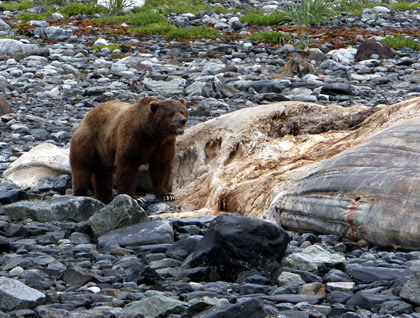 Urso pardo vs Urso polar 1+%282%29