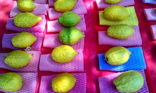 Sukkot In Jerusalem Finding The Perfect Etrog Sukkot In Jerusalem Finding The Perfect Etrog