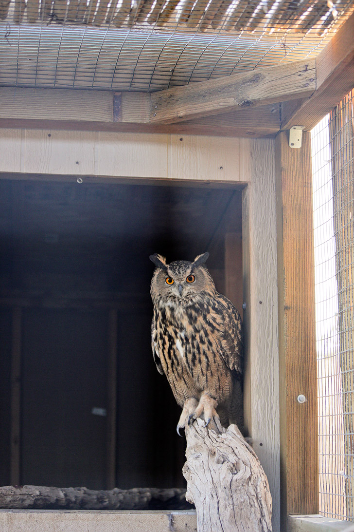 Owl at Roos-n-More Zoo Las Vegas.