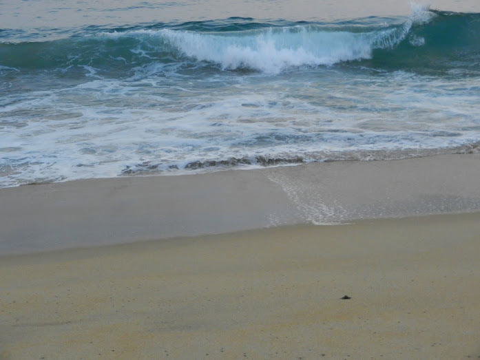 Turtle release, Playa Delfin