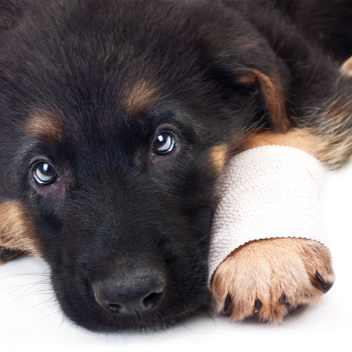 Emergency Pet Bandages