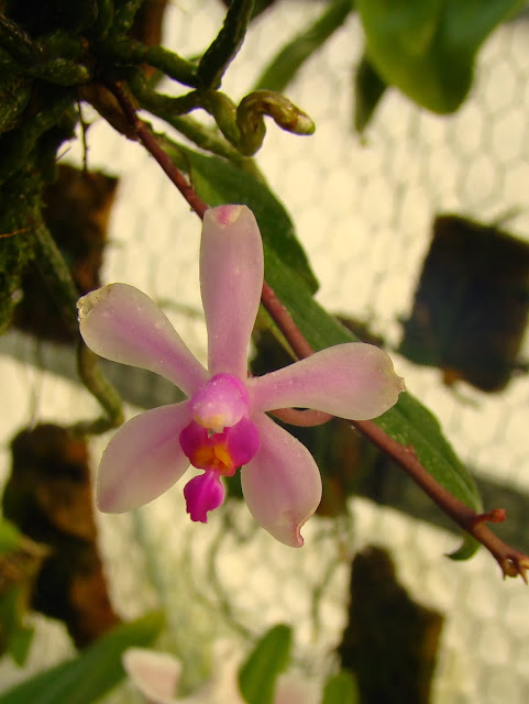 Phalaenopsis wilsonii DSC00821