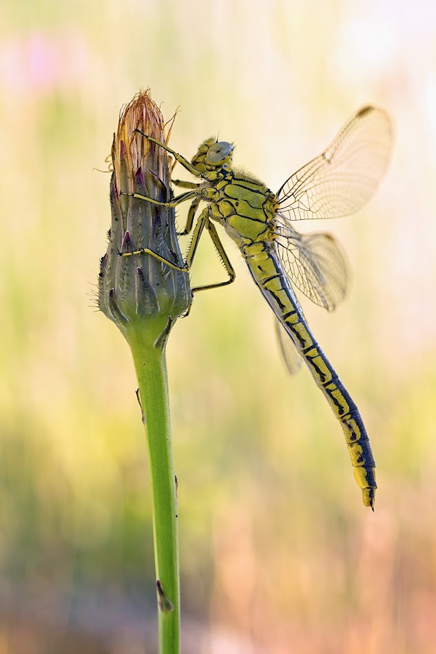 Dragonfly 2... IMG_0773-Modifier