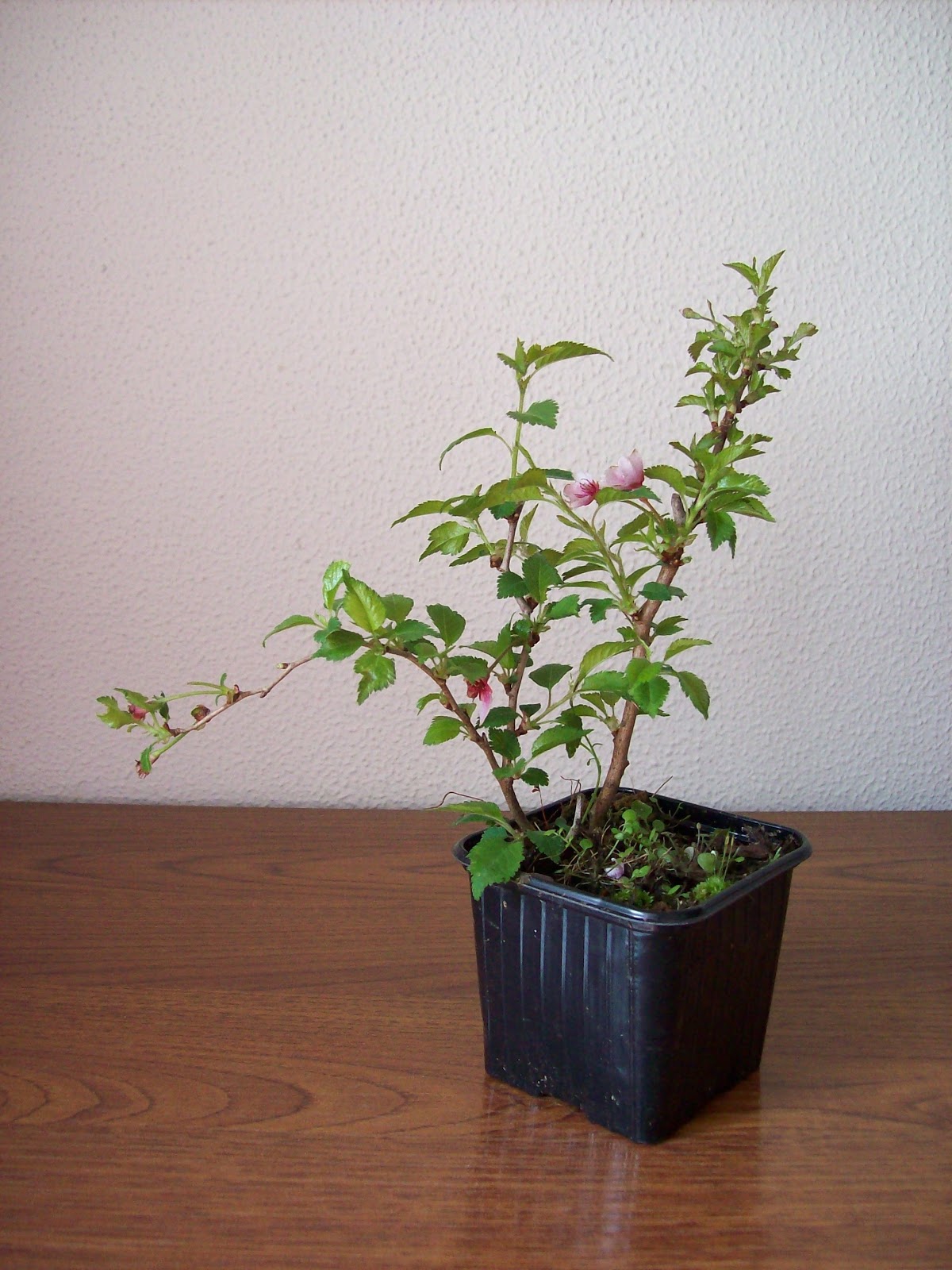 Un prunus pequeñito - El bonsái y yo