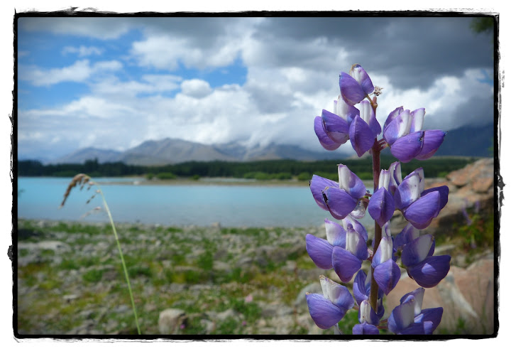 Te Wai Pounamu, verde y azul (Nueva Zelanda isla Sur) - Blogs de Nueva Zelanda - De Akaroa al Monte Cook: lagos Tekapo y Pukaki (6)
