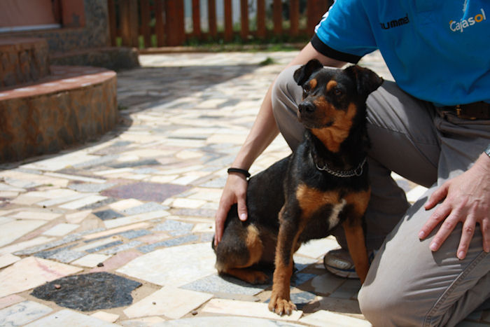 *ADOPTADO* TOÑO, macho, t.pequeño, edad: marzo 2008. Sevilla (PE) Tono4