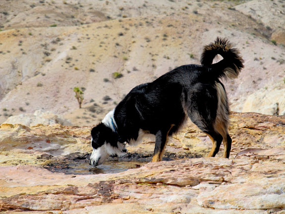 Bosley drinking from a small pothole