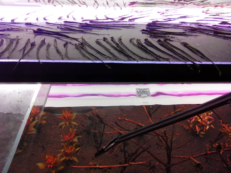 600l aquascaping IMG_20131026_223132