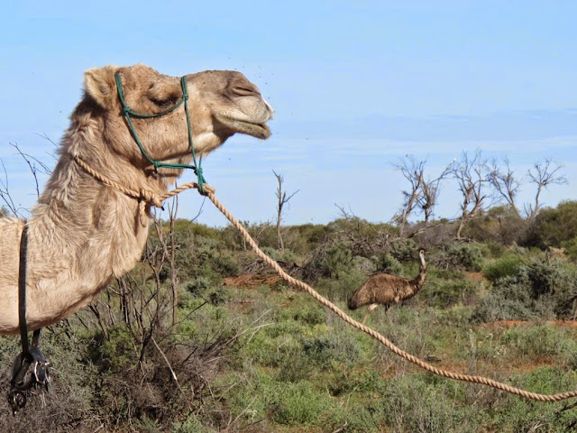 Starry Starry Nights: Trish Clark discovers camel trekking is not all hard work